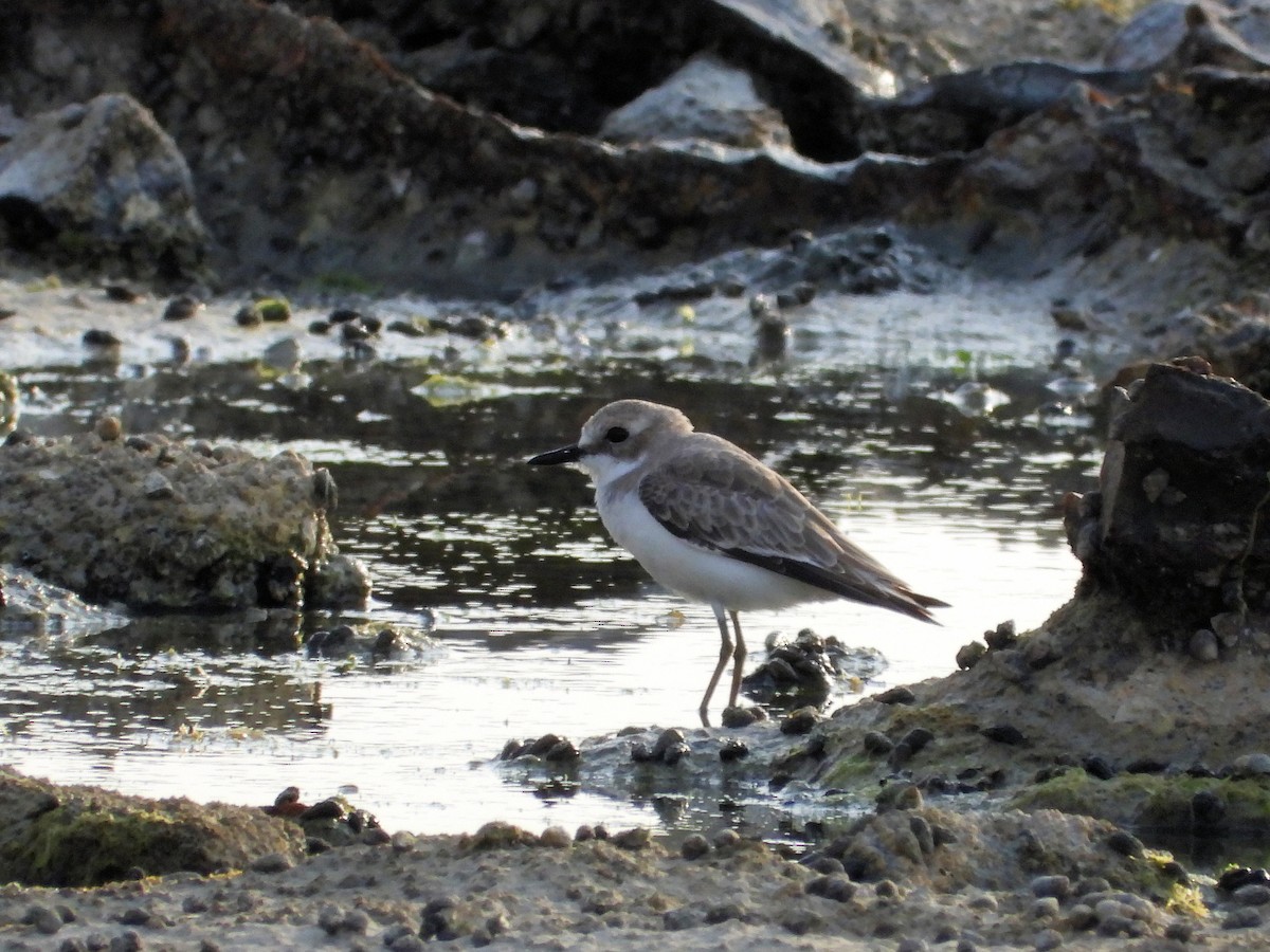 Tibetan Sand-Plover - ML646830320