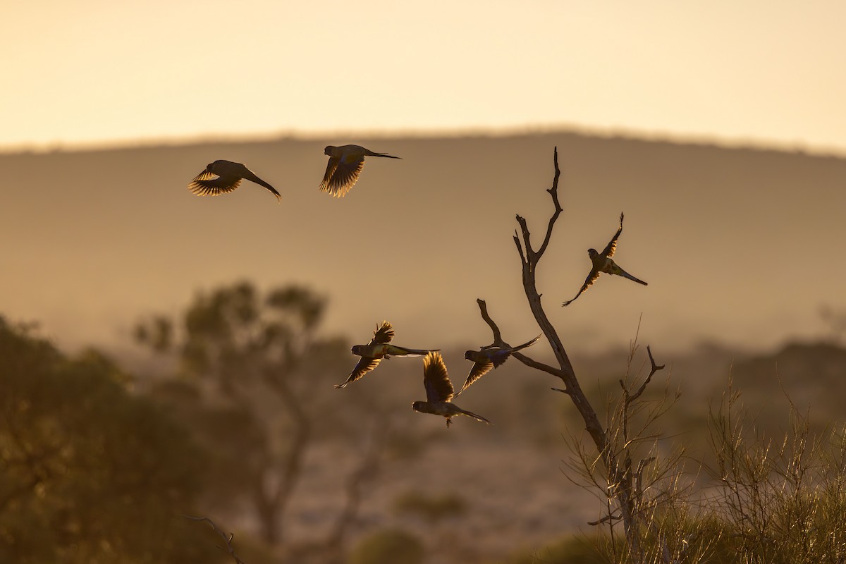 Greater Bluebonnet - ML646830321