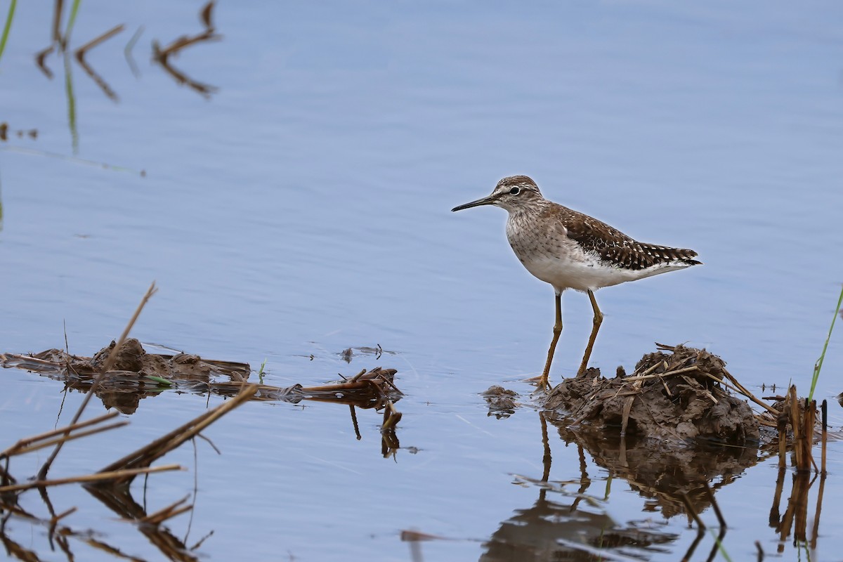 vodouš bahenní - ML646830322
