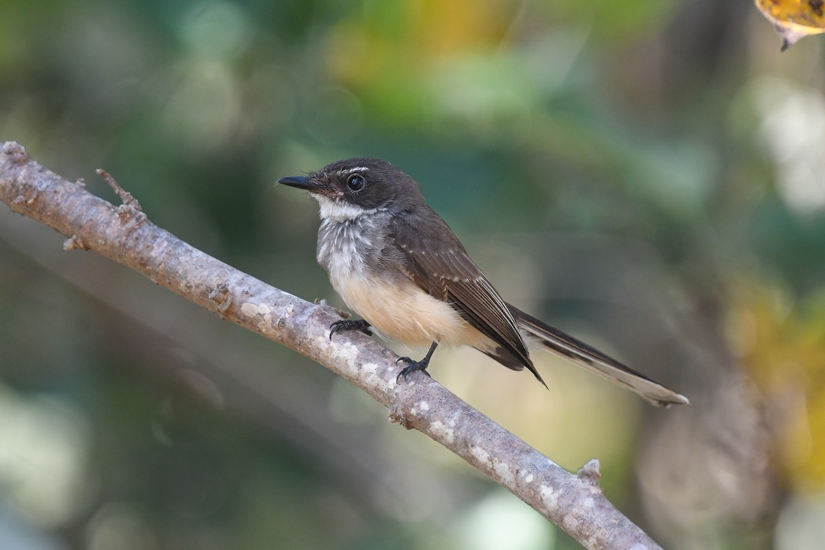 Рыжебрюхая веерохвостка (isura) - ML646830323