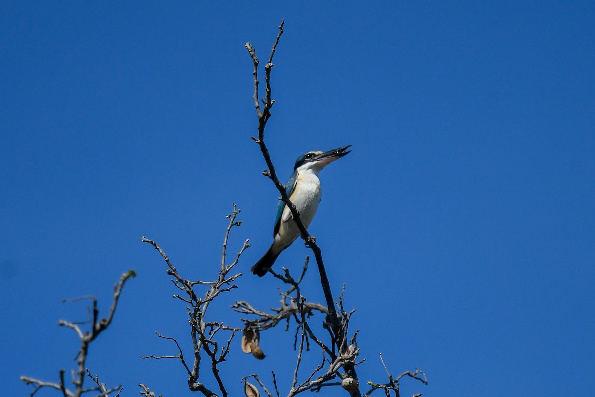 Священная альциона (sanctus) - ML646830326