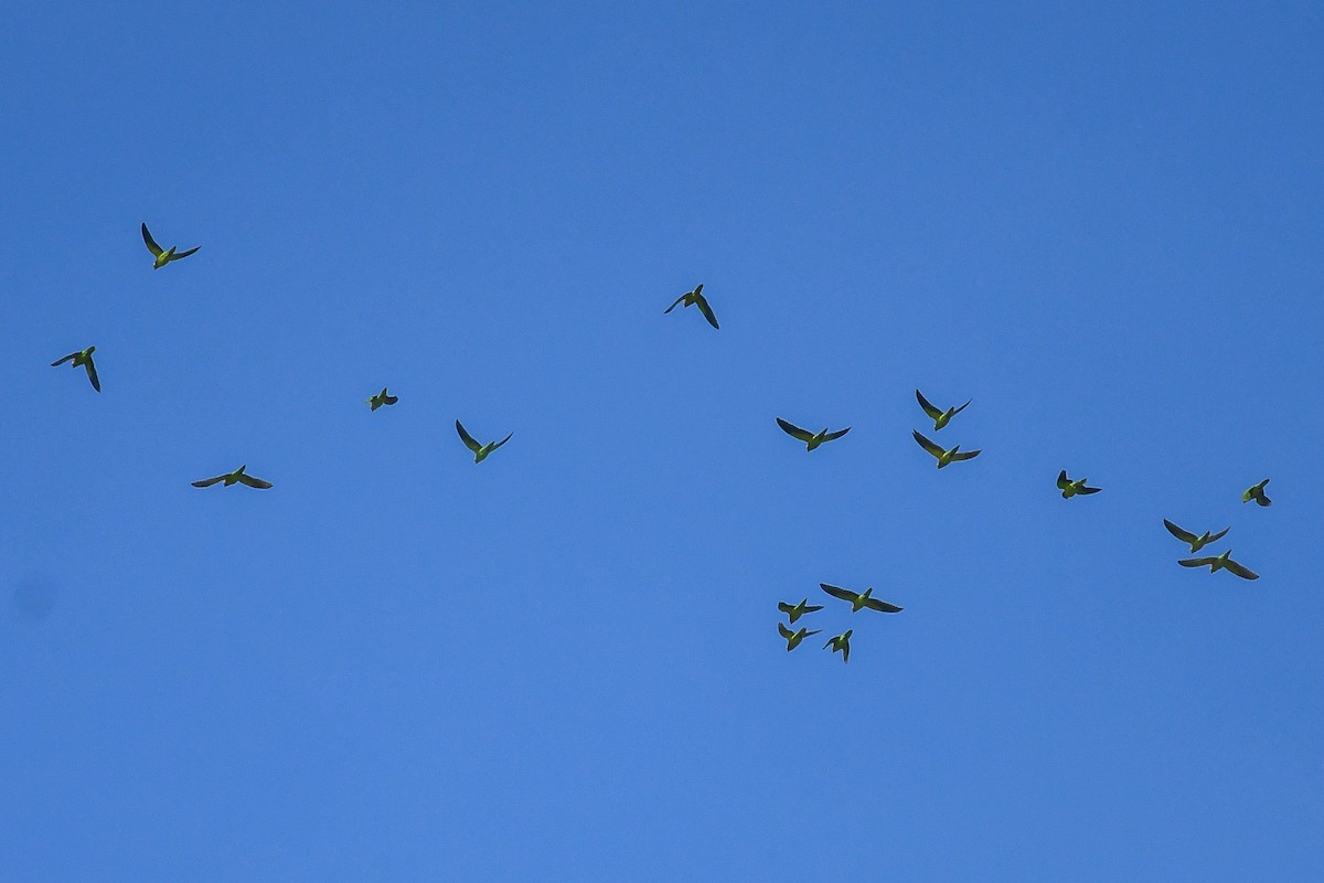 Пёстрый лорикет - ML646830329