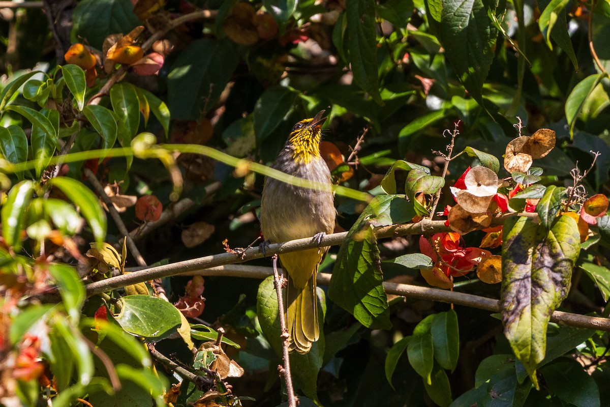 Stripe-throated Bulbul - ML646830330