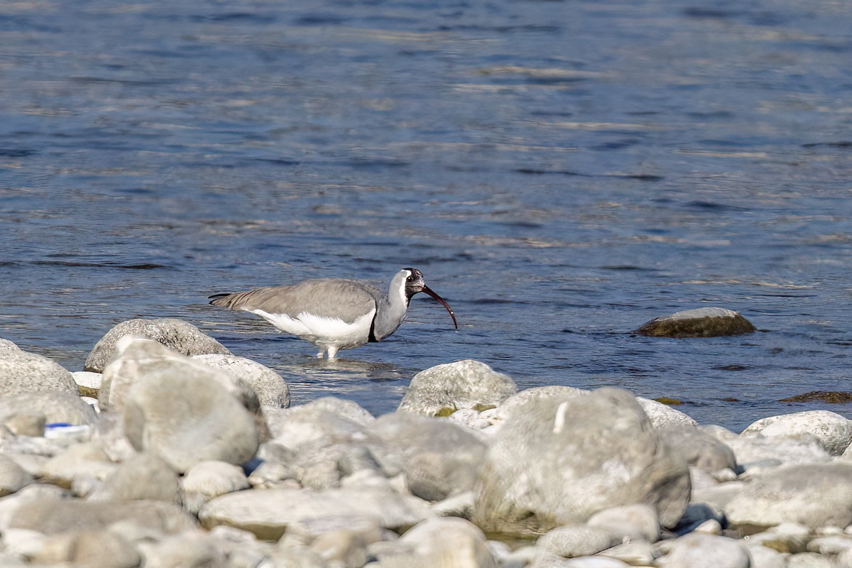 Серподзьоб - ML646830331