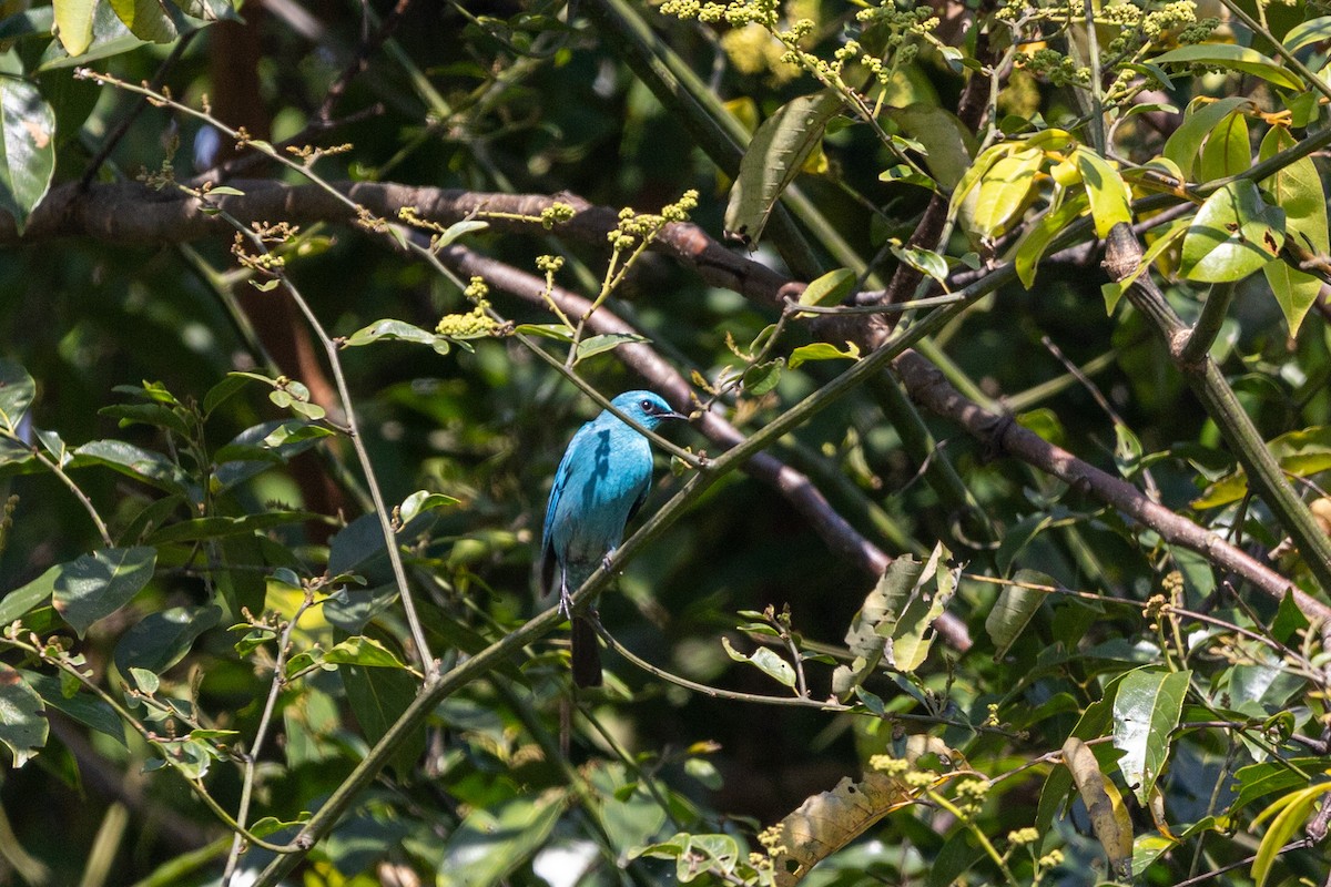 Verditer Flycatcher - ML646830332