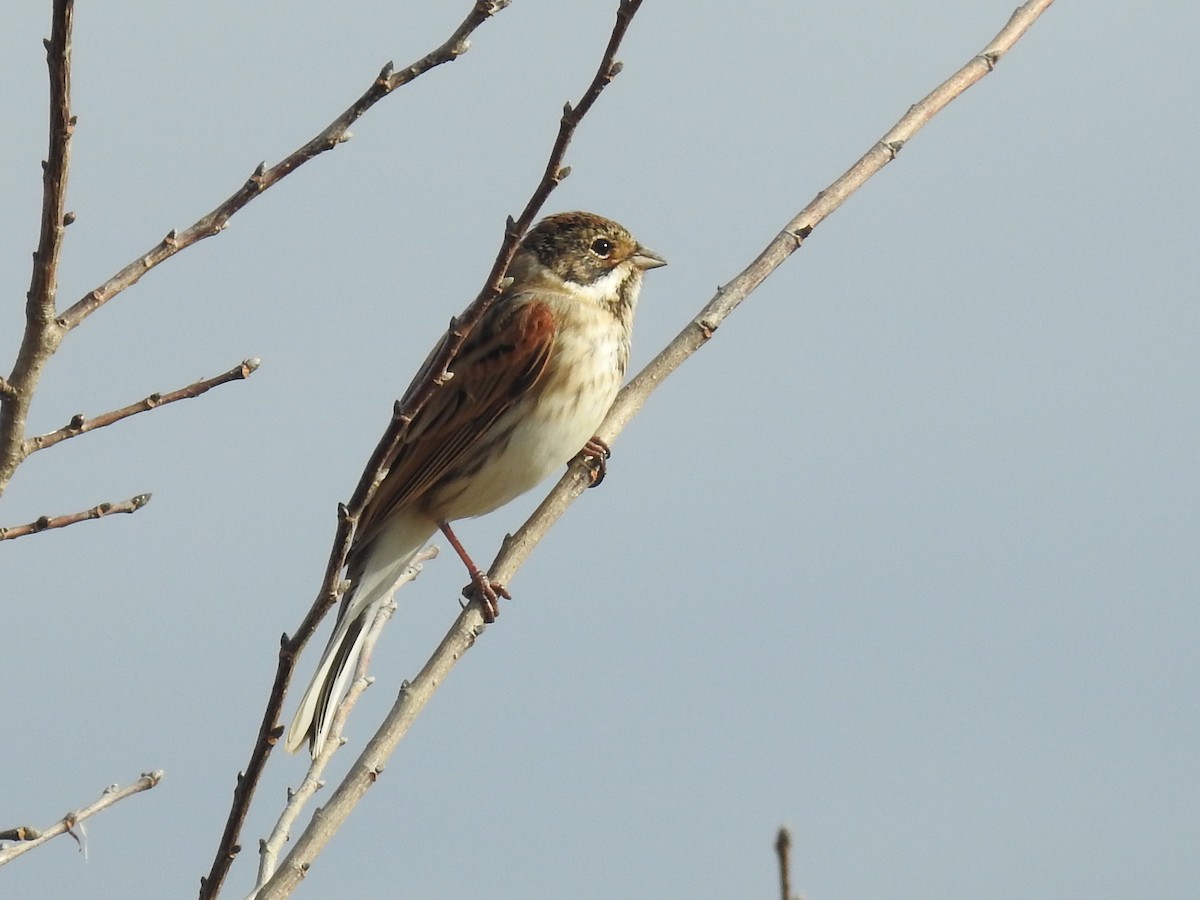 Reed Bunting - ML646830333