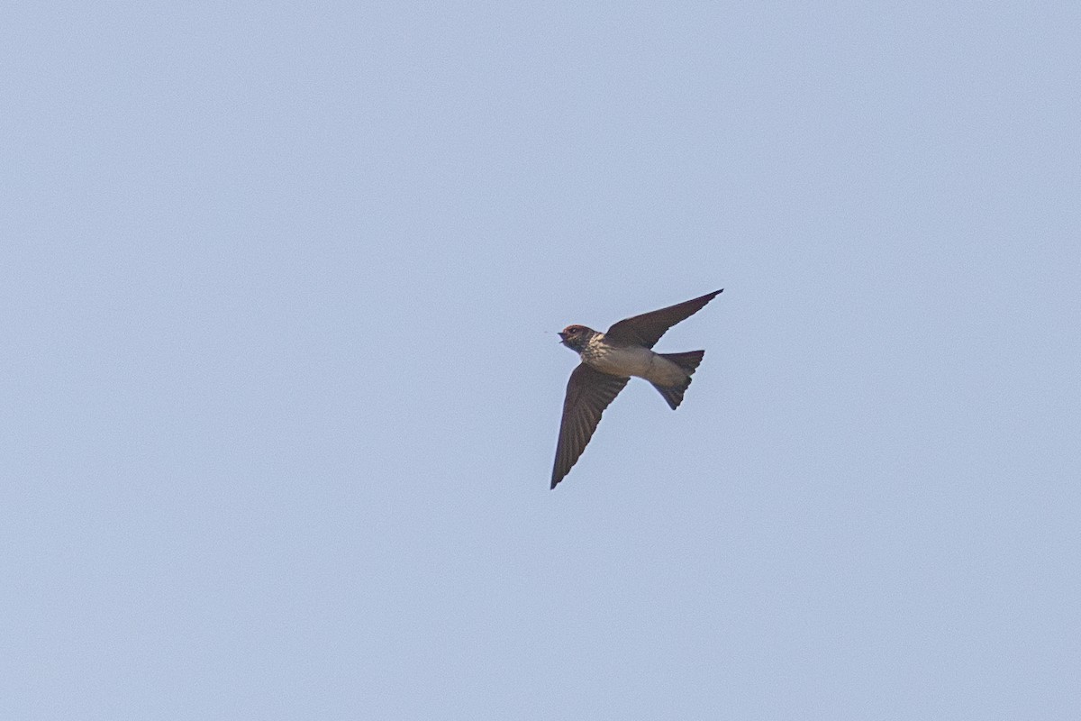 Streak-throated Swallow - ML646830336