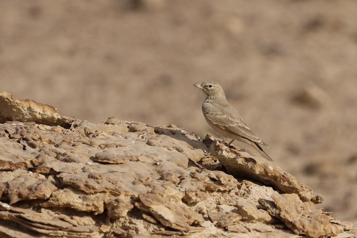 Desert Lark - ML646830337