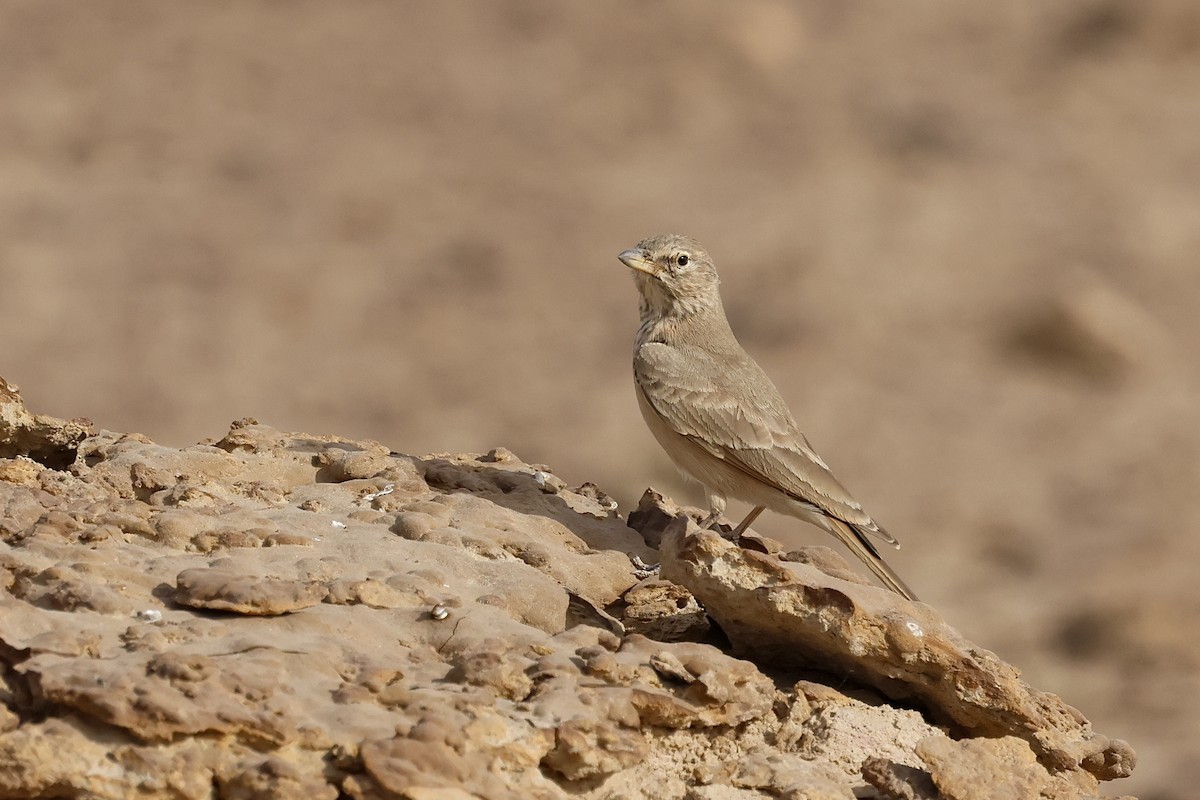 Desert Lark - ML646830338