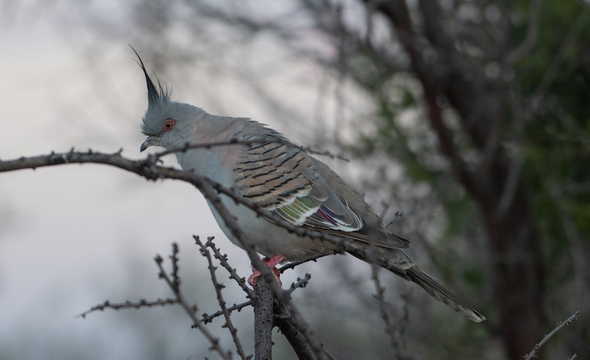Crested Pigeon - ML646830339