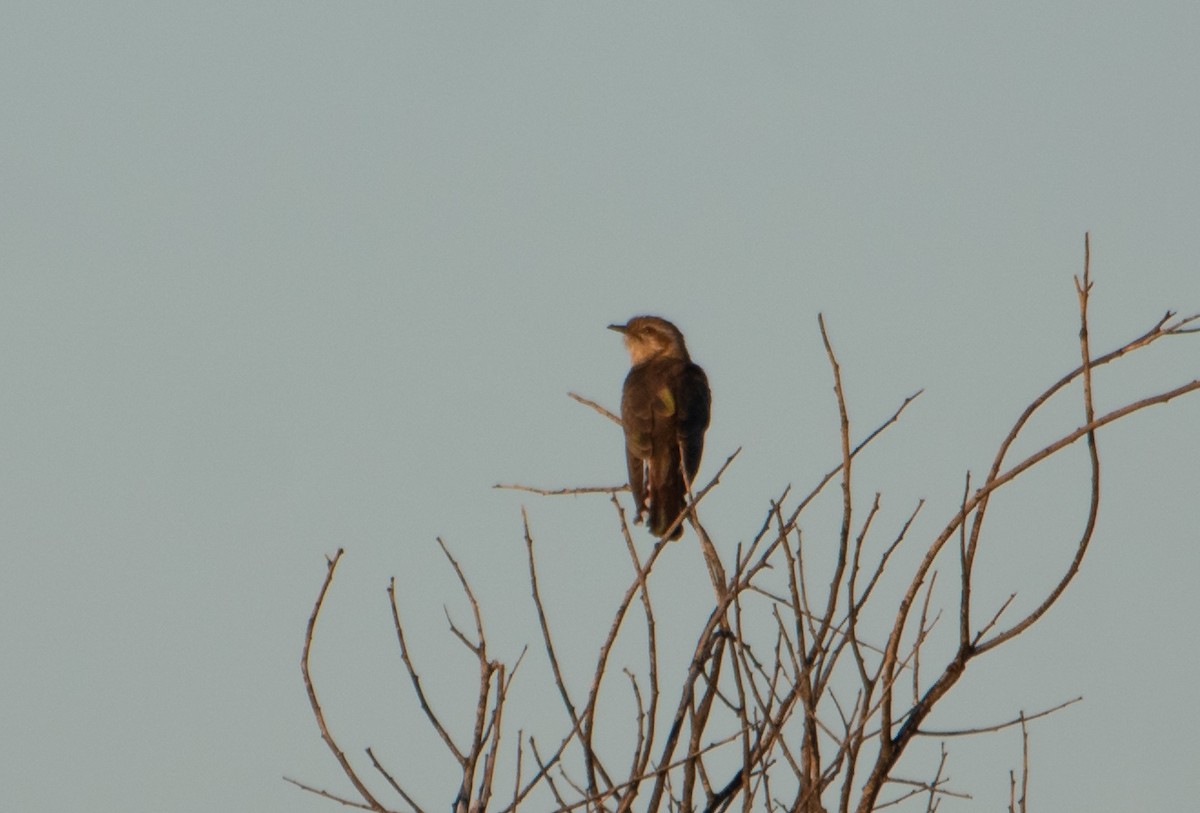 Horsfield's Bronze-Cuckoo - ML646830340