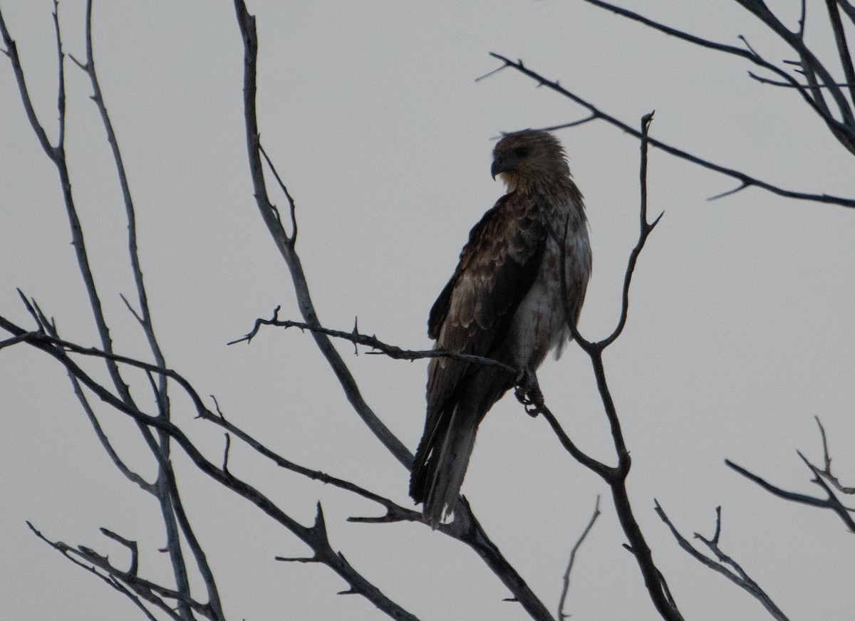 Коршун-свистун - ML646830341