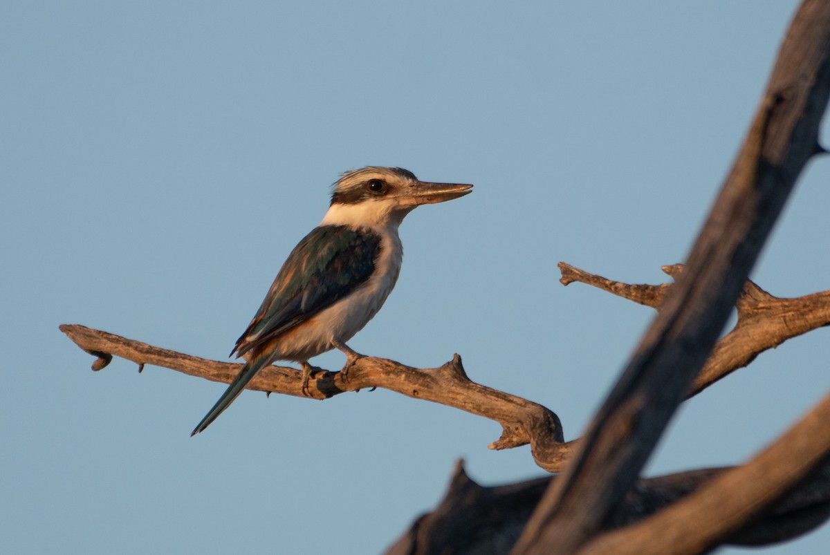 Альціон рудогузий - ML646830342