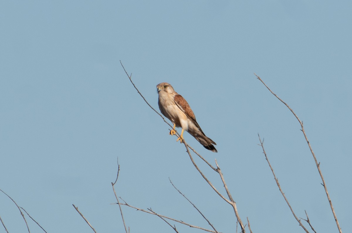 Nankeen Kestrel - ML646830343