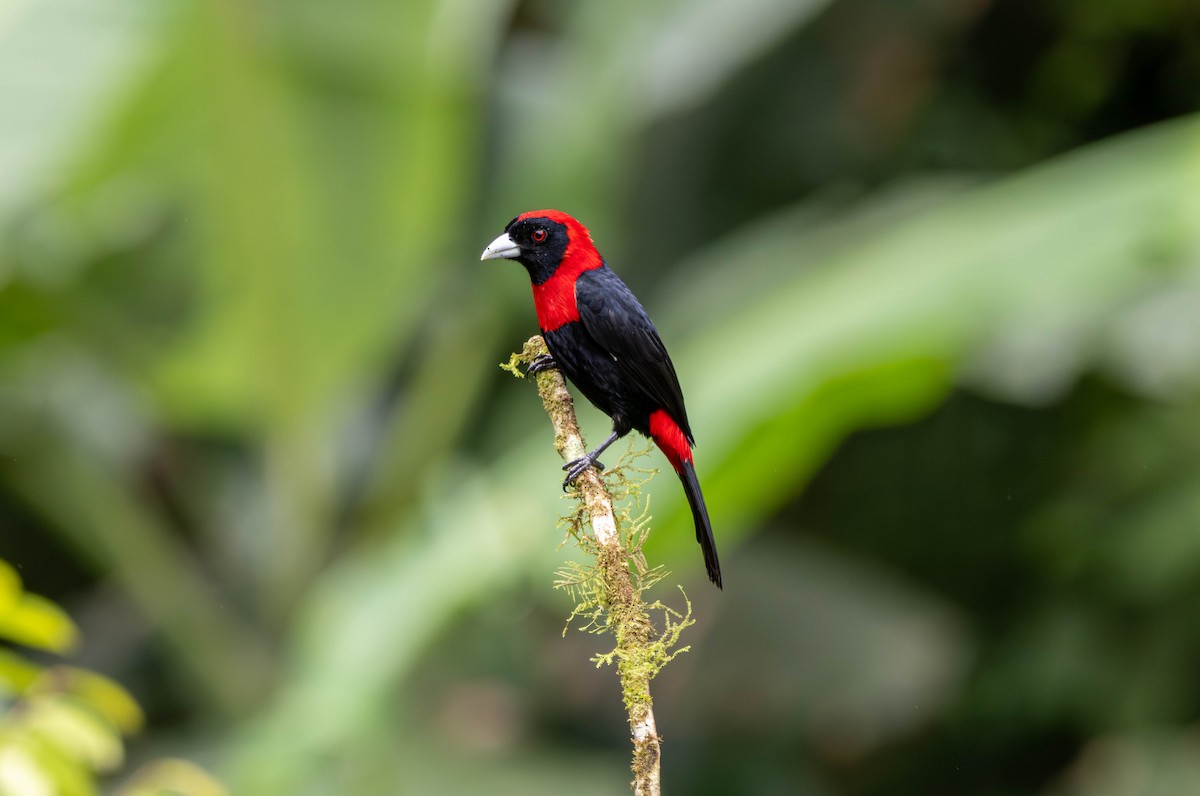 Огненный сереброклюв - ML646830344