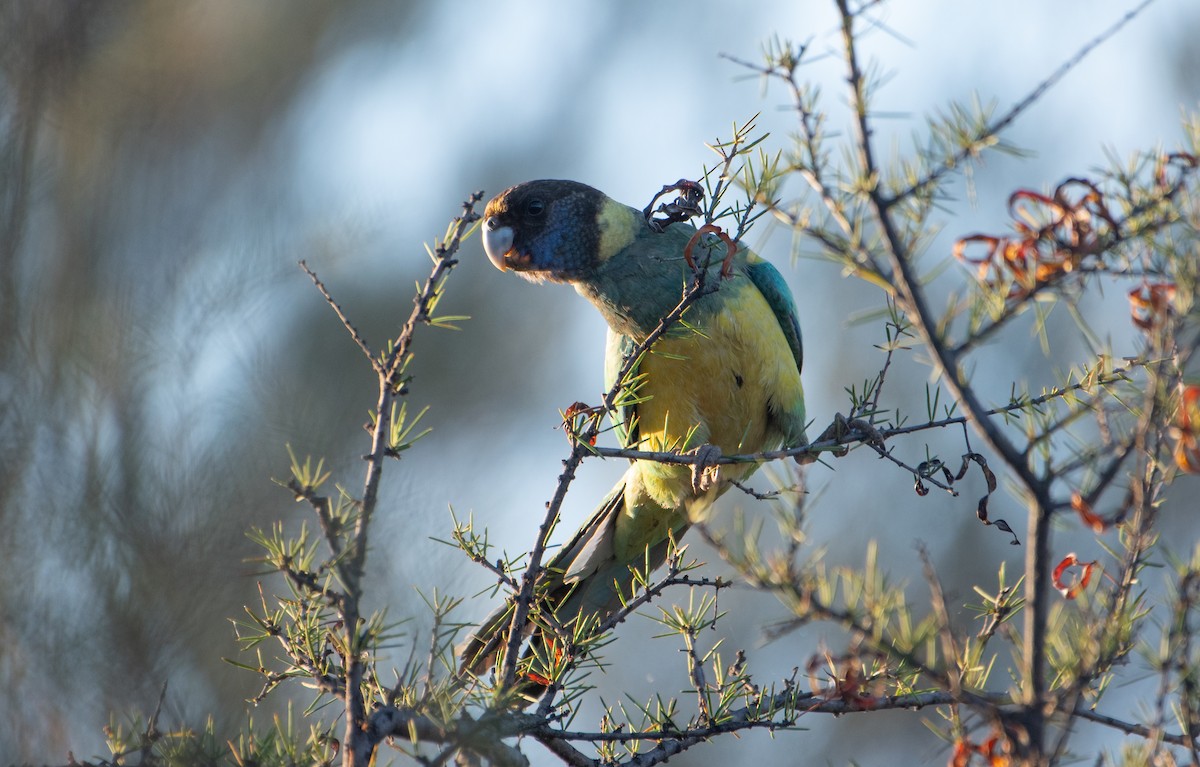 Australian Ringneck (Port Lincoln) - ML646830345