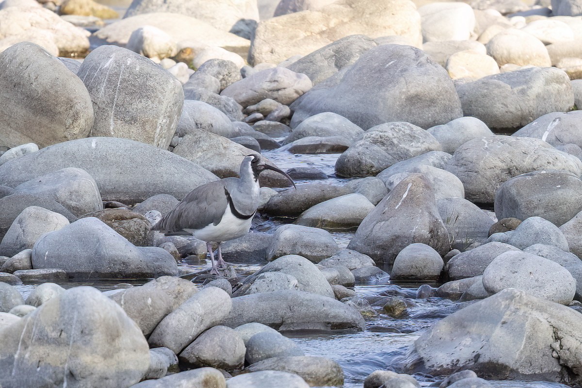 Серподзьоб - ML646830346