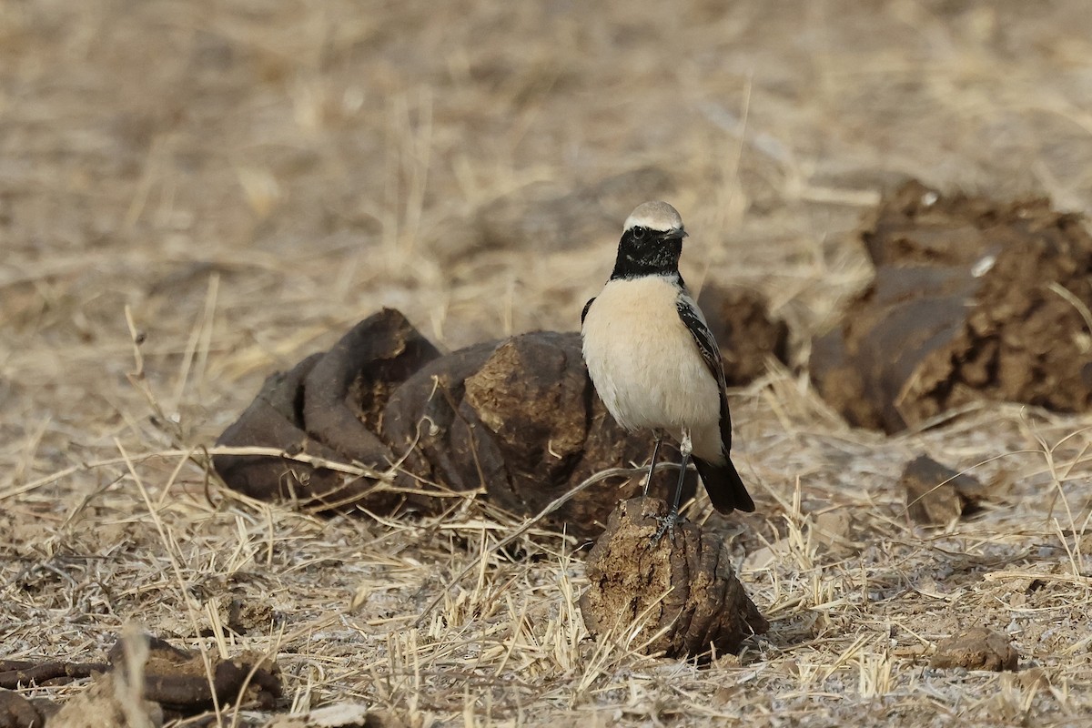 סלעית מדבר - ML646830350