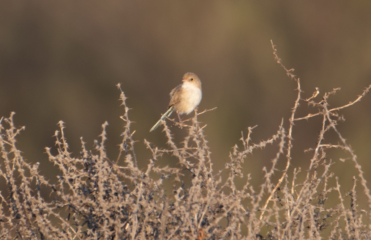 White-winged Fairywren - ML646830354