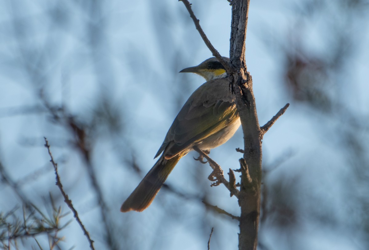 Singing Honeyeater - ML646830355