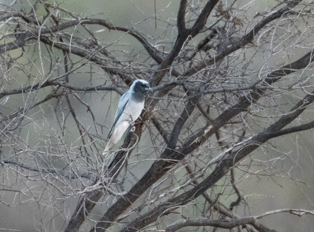 Black-faced Cuckooshrike - ML646830356