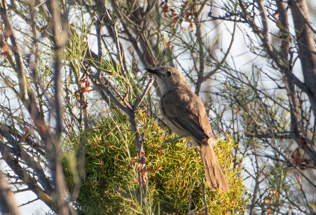 Gray Shrikethrush - ML646830357