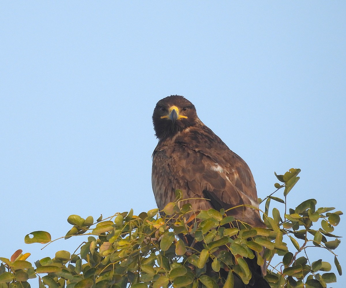 Tawny Eagle - ML646830360