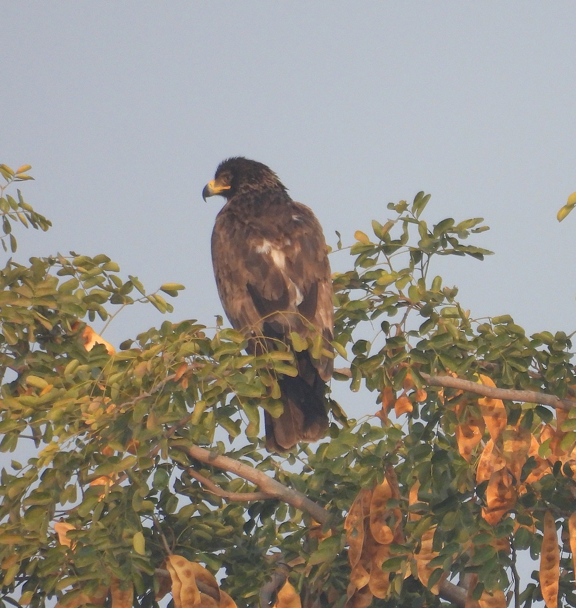 Tawny Eagle - ML646830361