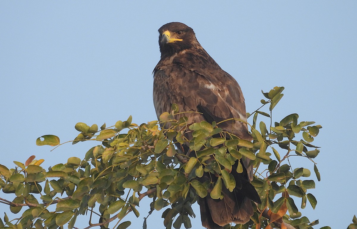 Tawny Eagle - ML646830364