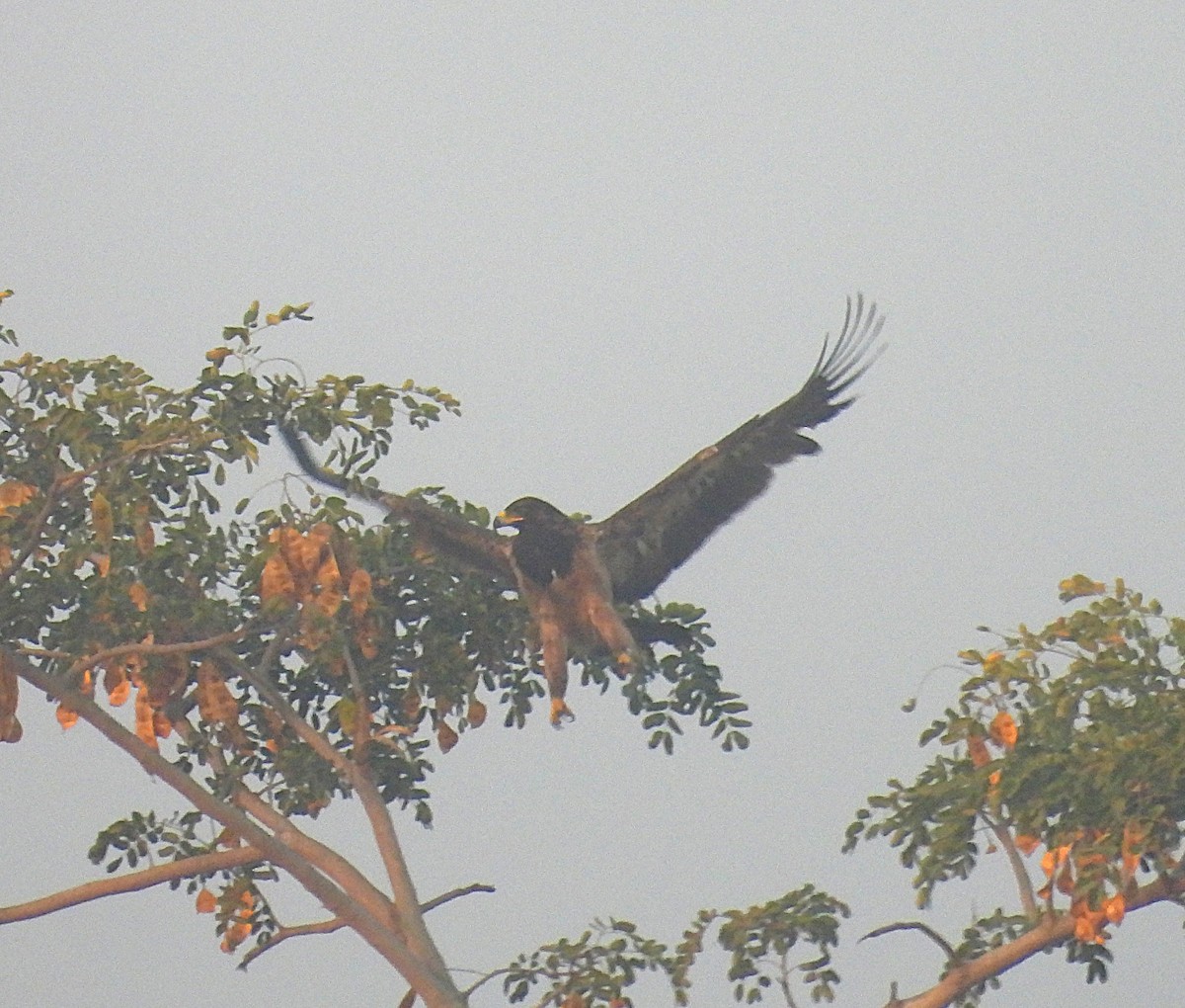 Tawny Eagle - ML646830365