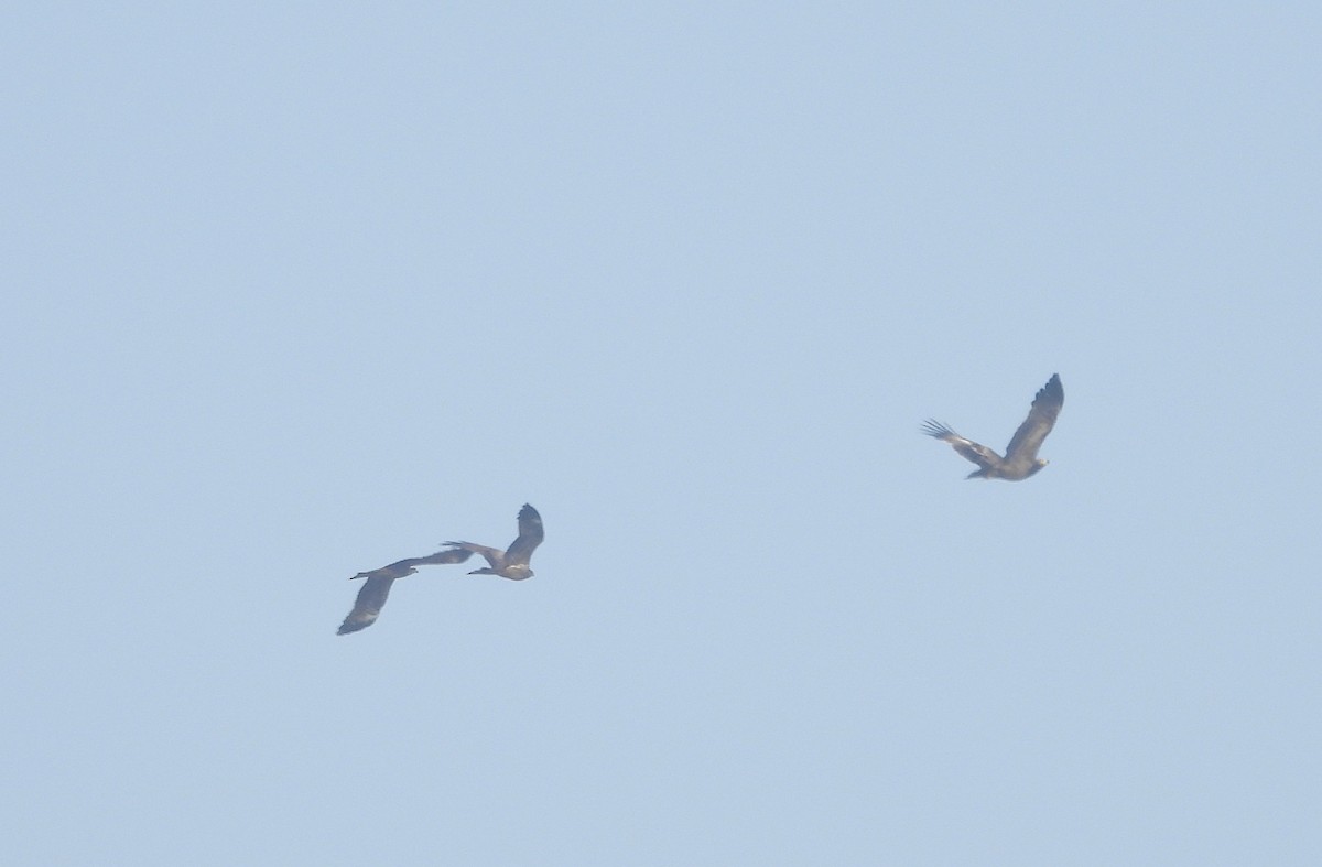 Tawny Eagle - ML646830366