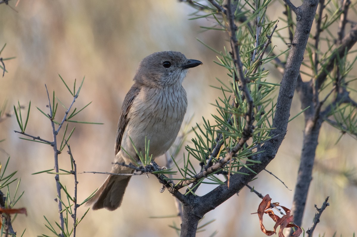 Rufous Whistler - ML646830367