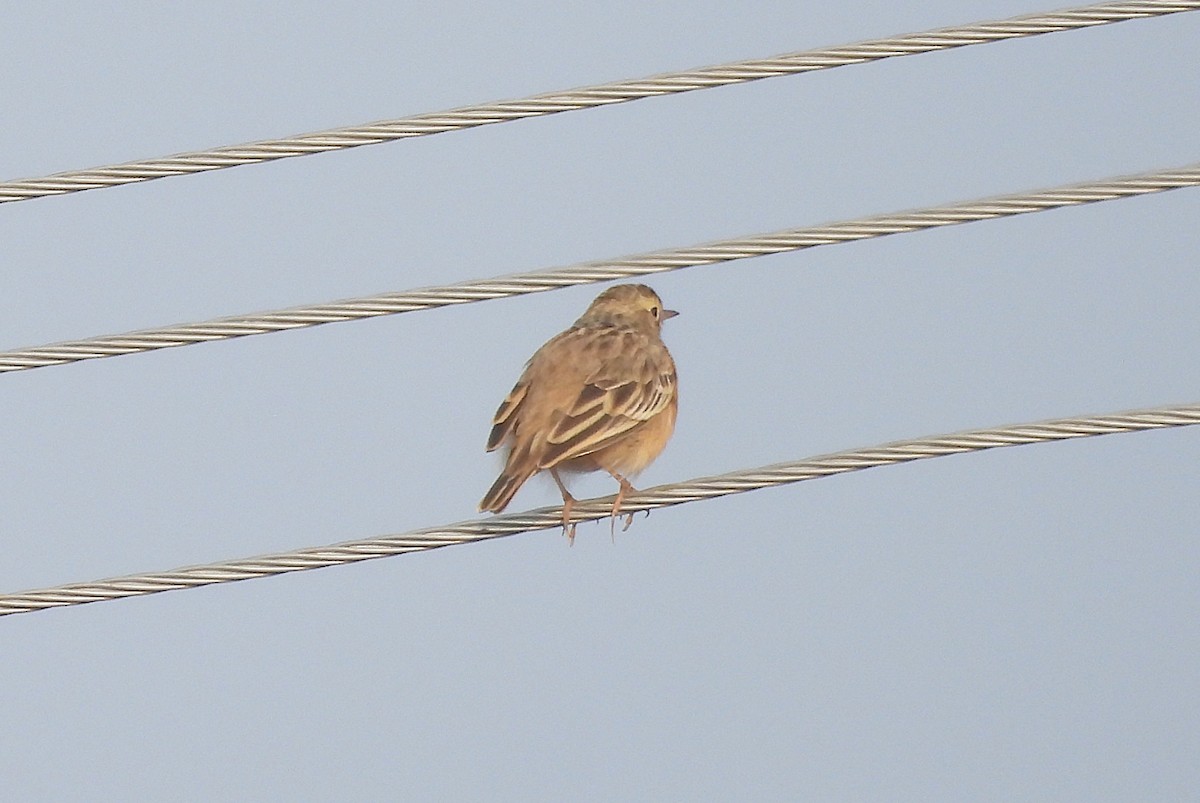 Godlewski txirta - ML646830368