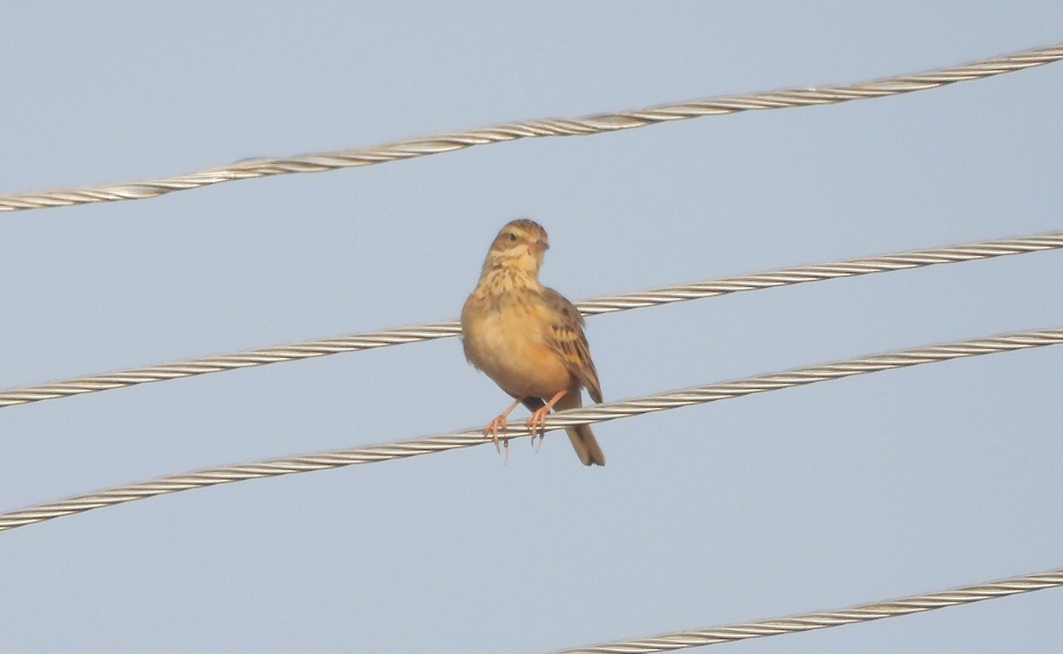 Godlewski txirta - ML646830369