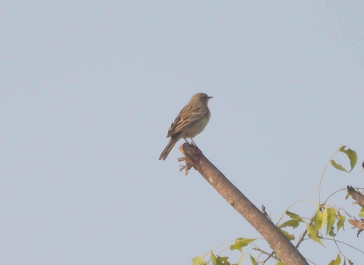 Godlewski txirta - ML646830370