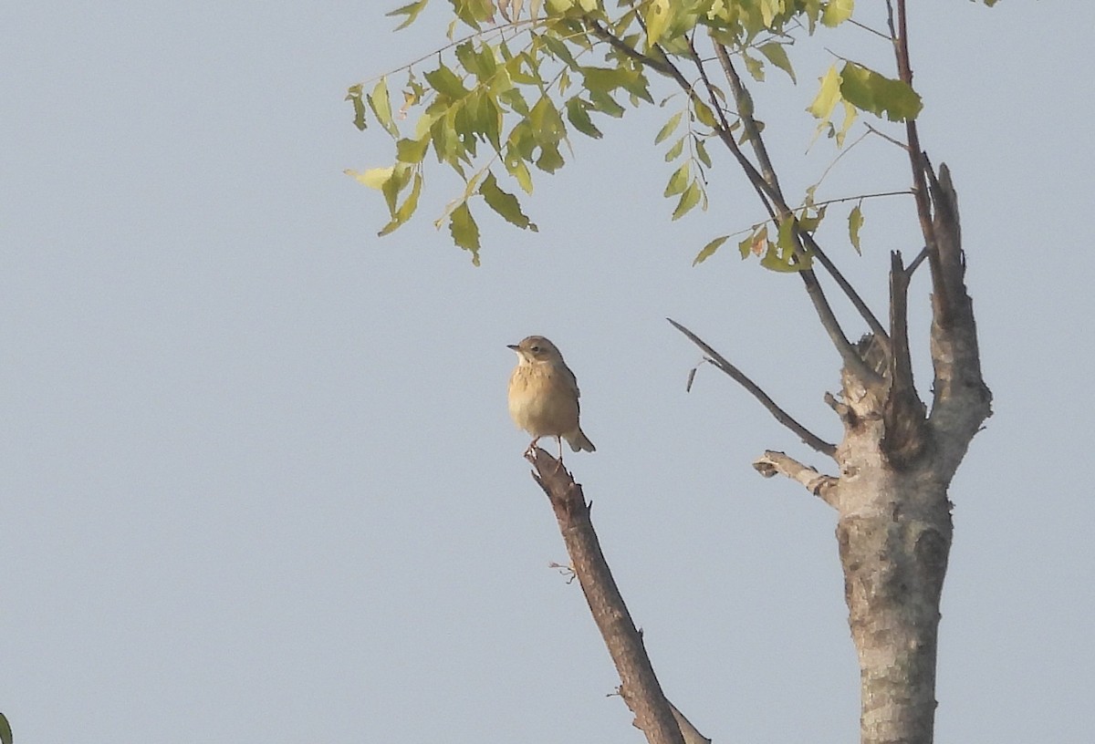 Godlewski txirta - ML646830371