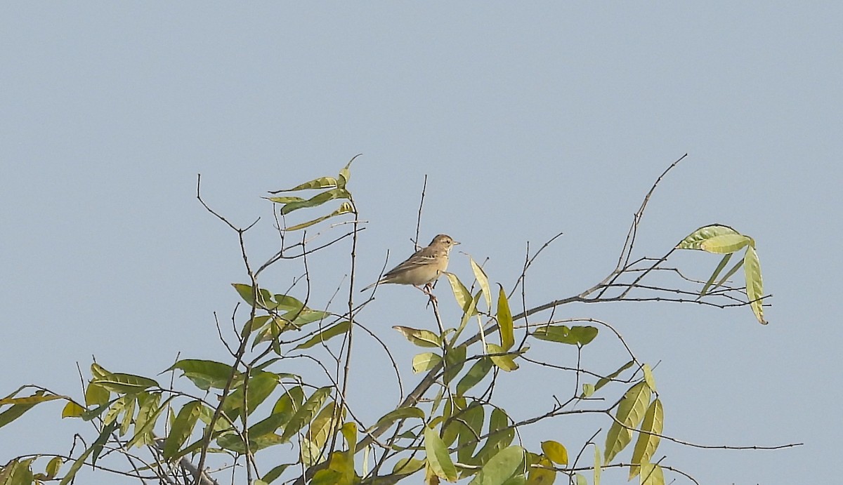 Godlewski txirta - ML646830372