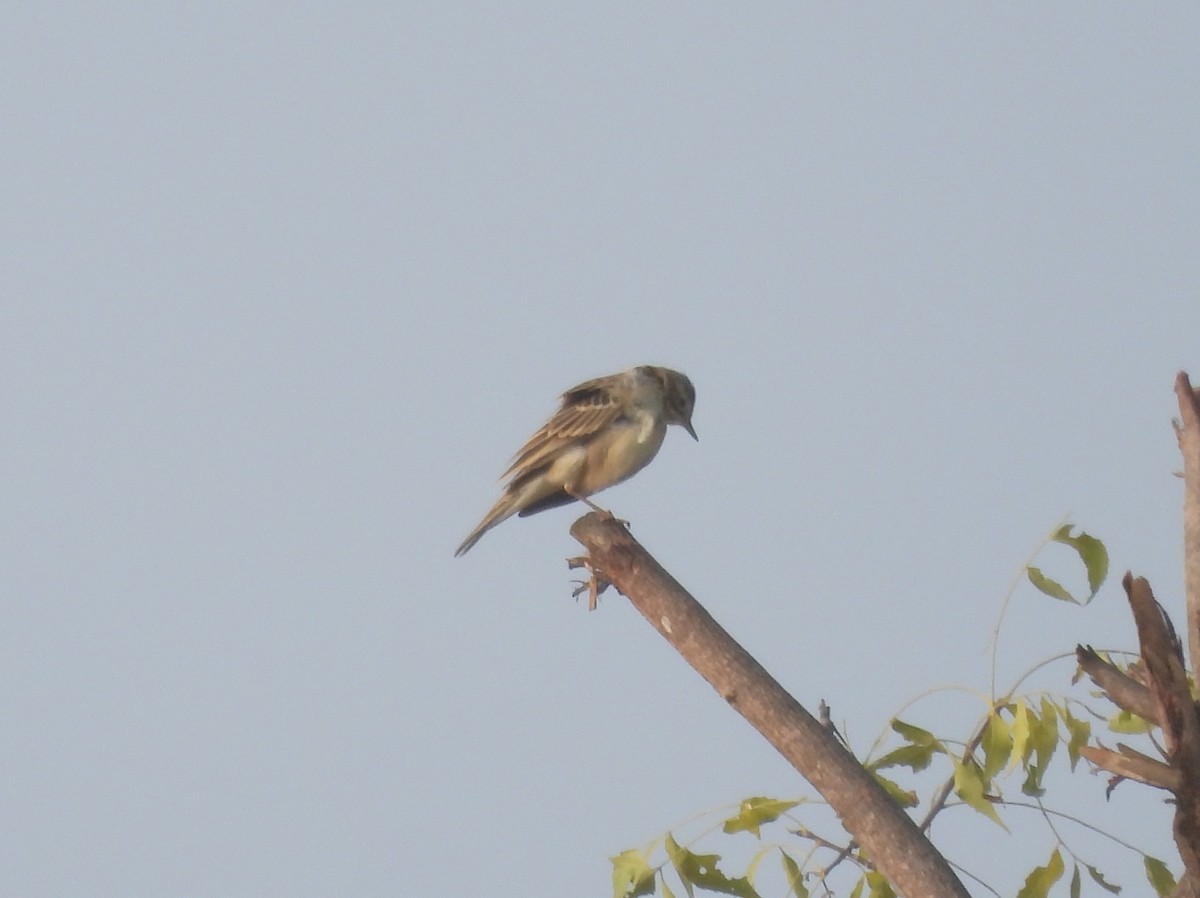 Godlewski txirta - ML646830373