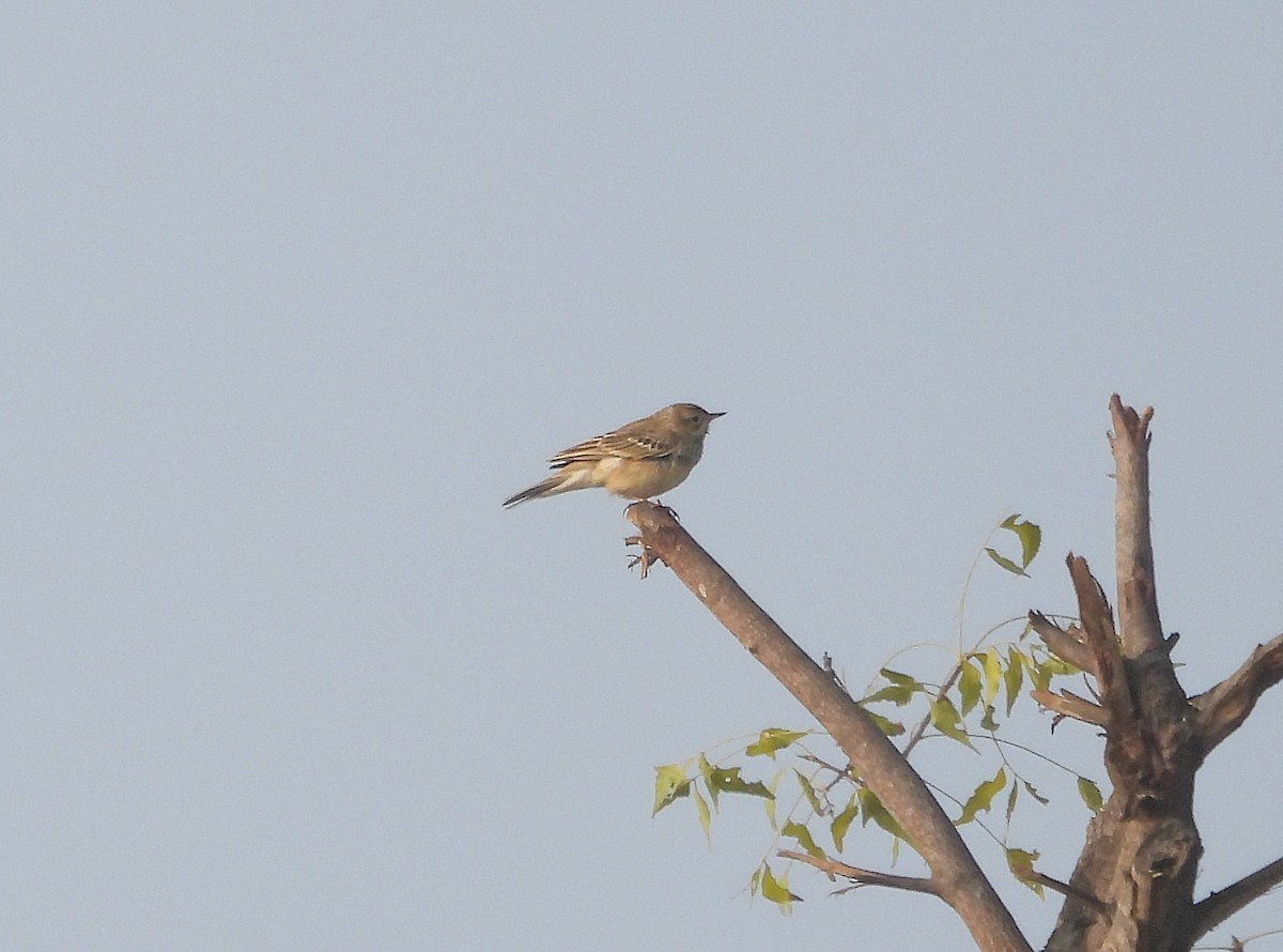 Godlewski txirta - ML646830374