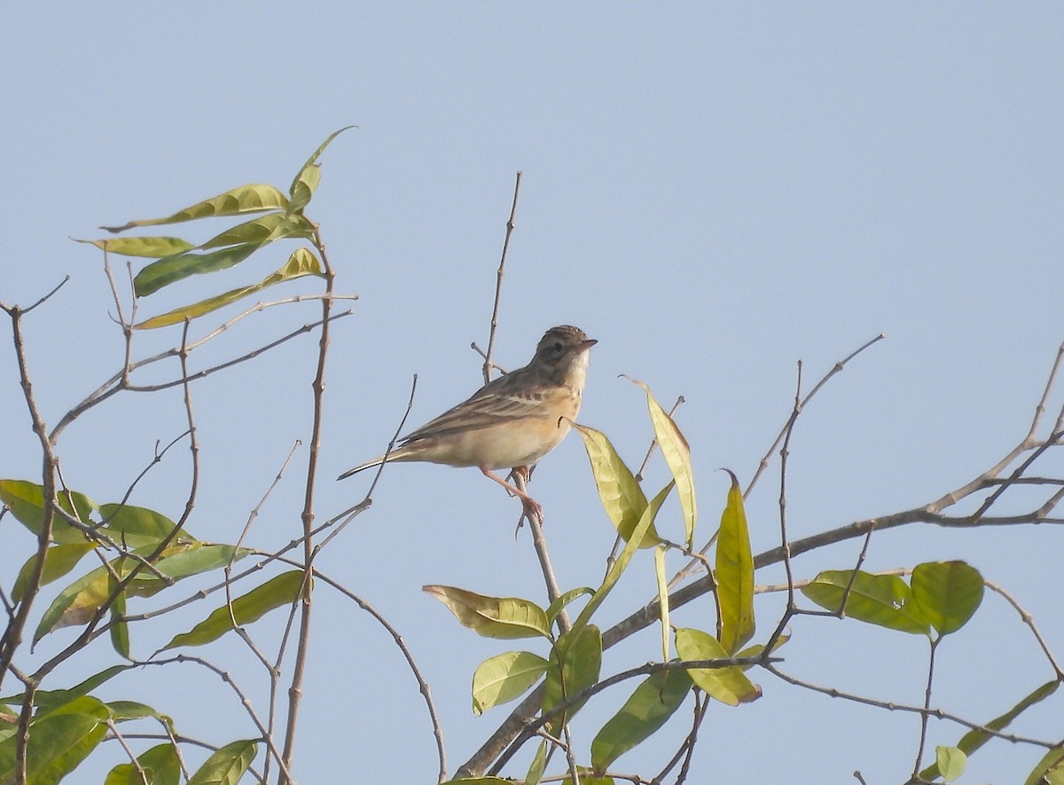 Godlewski txirta - ML646830375