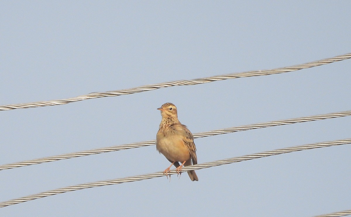 Godlewski txirta - ML646830377