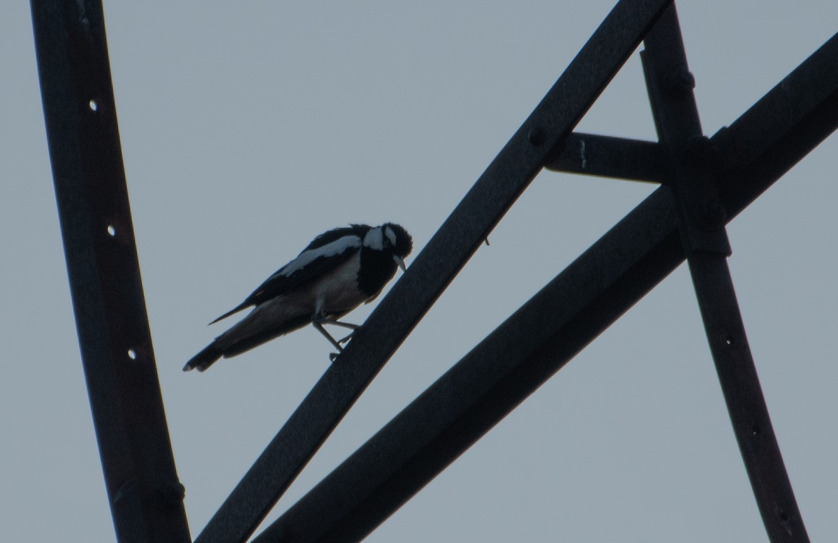 Magpie-lark - ML646830378