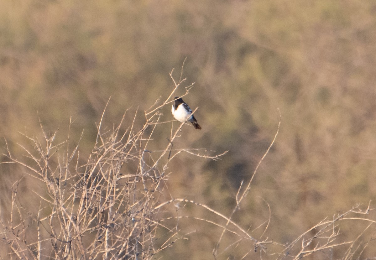 Hooded Robin - ML646830379