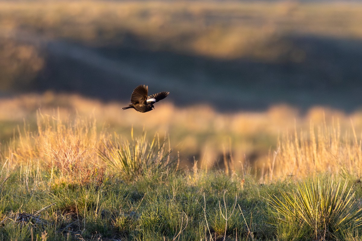 カタジロクロシトド - ML646830380