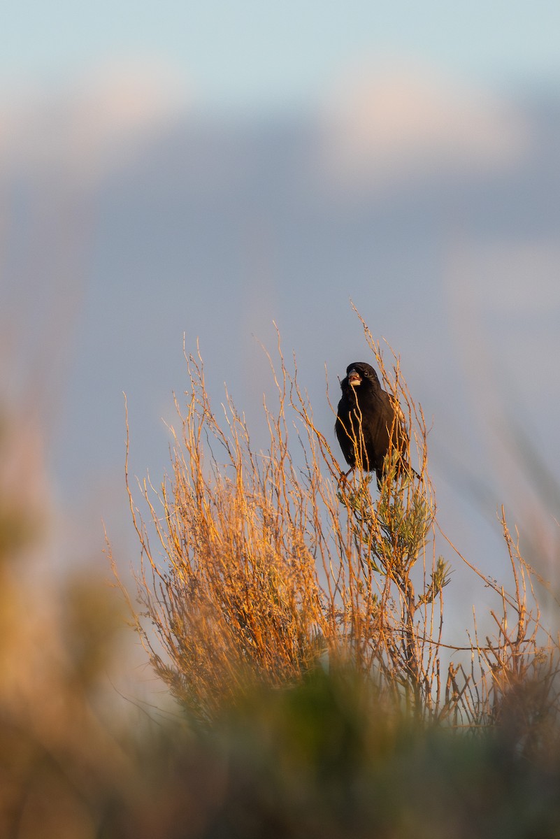 カタジロクロシトド - ML646830381