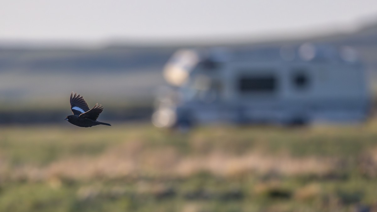 カタジロクロシトド - ML646830382