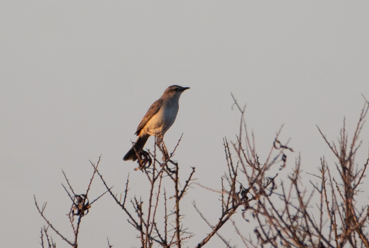 Rufous Songlark - ML646830384