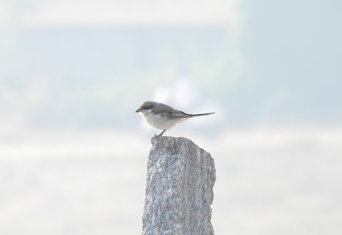 Antzandobi arrea - ML646830385