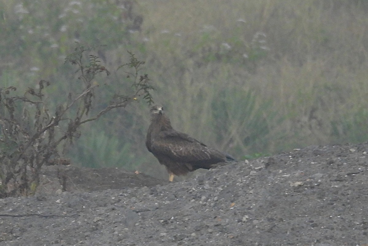 Miru beltza - ML646830389