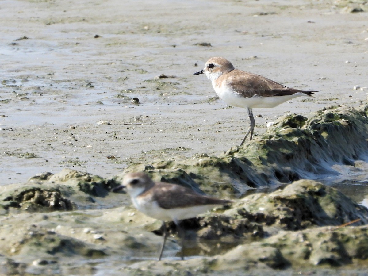 Tibetan Sand-Plover - ML646830390